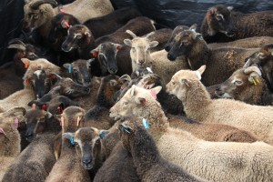 Photo credit: Ken Wilson