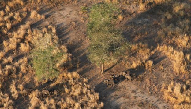 A herd of elephants, including tuskless females, in Mozambique’s Gorongosa National Park