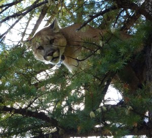 F97, a subadult female raised by F61. Photograph by Patrick Lendrum / Panthera.