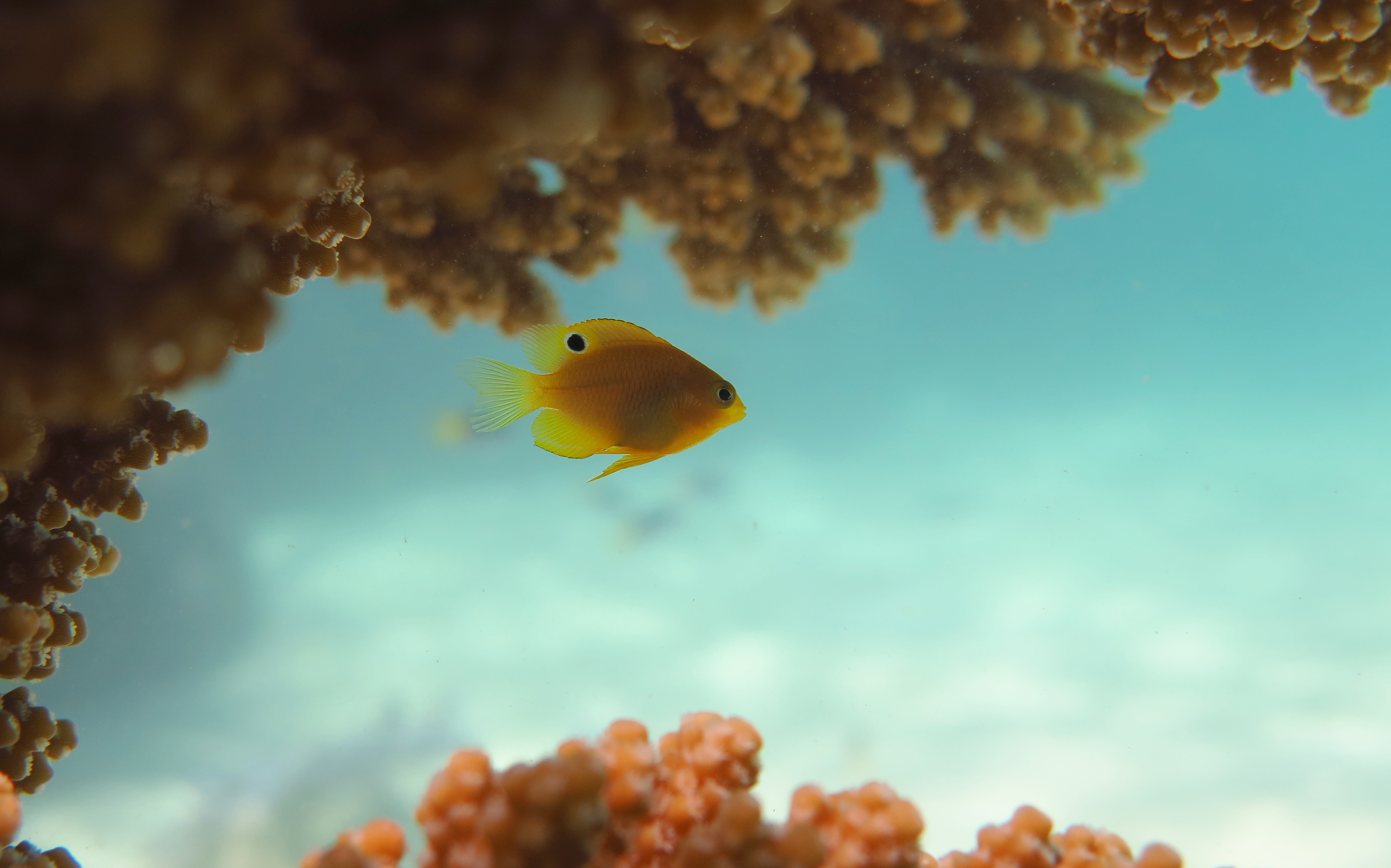 Baby fish breathe easier around large predators – Animal Ecology in Focus