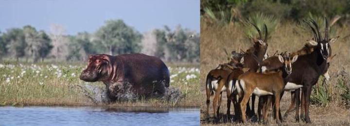Hippo and antalope 3