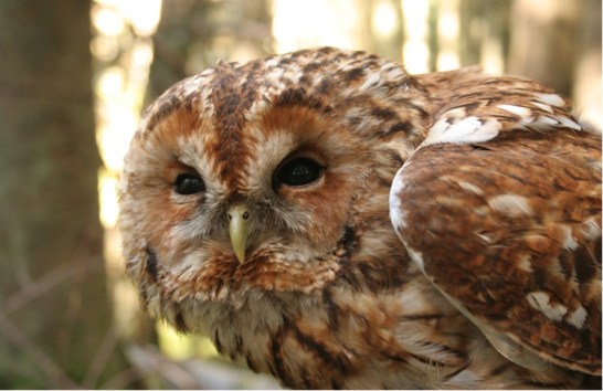 jae-2014-00285-r1_jpg