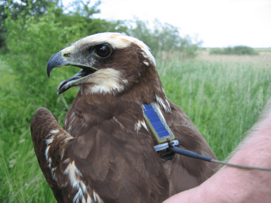 klaassen-raptor-picture