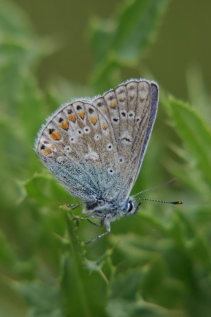 common_blue