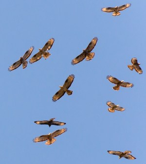 European Honey Buzzards Pernis apivorus soaring in the wind.