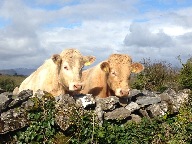 Cows by Lauren A. White