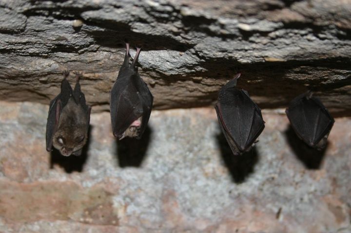 Lesser horseshoe bat