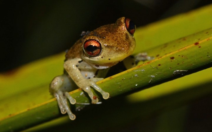 Frog1