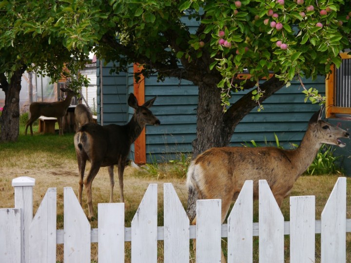 Fig 1 - Mule deer - Craig DeMars