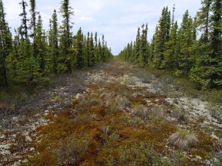 Fig 3 - Peatland predator highways - Craig DeMars