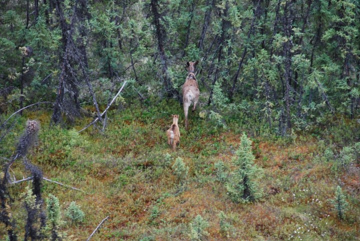 Fig 4 - Boreal caribou mum and calf - Craig DeMars