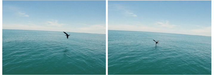 Frigate bird swooping turtle hatchling