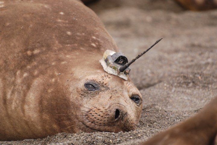 01Photopoulou et al 2015_Animal Biotelemetry