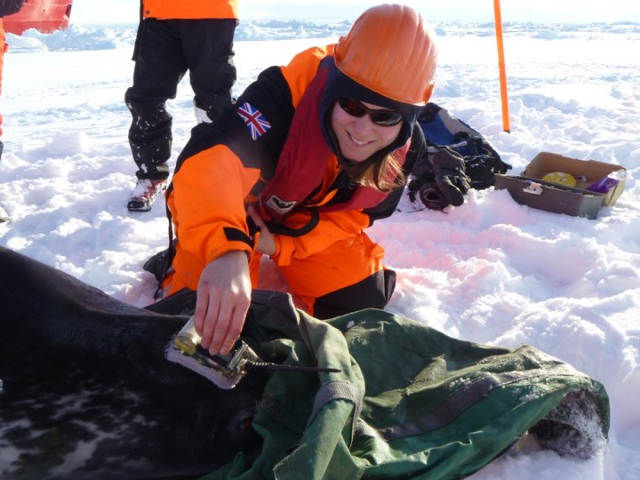 02Tagging a Weddell seals_Weddell Sea 2011