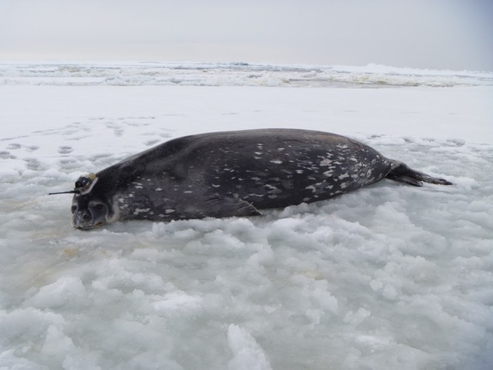 03A tagged Weddell seal_2011