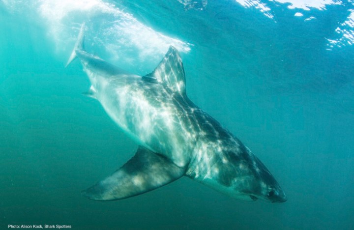 05Great white shark_Alison Kock_Sharkspotters_South Africa