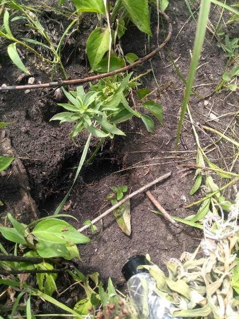 Fig 2 - Dylan Smith.jpg