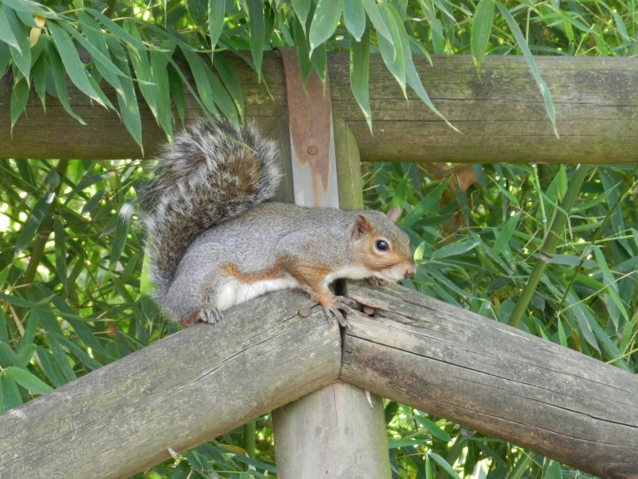 grey squirrel_creditFrancescaSanticchia