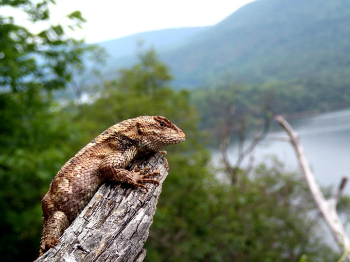 Maternal Stress Lizards 1