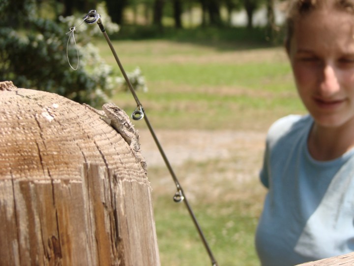 Maternal Stress Lizards 2