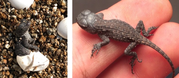 Maternal Stress Lizards 4.jpg