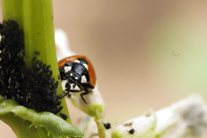 aphidClumpCoccinellaByChloe_Brightened20Contrast20Colder