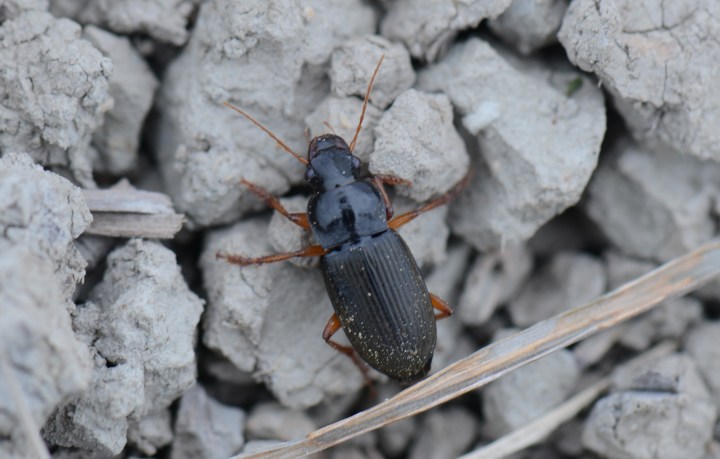 Harpalus rufipes