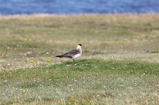 Pale-phase Arctic skua - Ian Francis