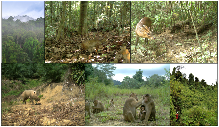 Fig 1 A gradient of land use in Borneo