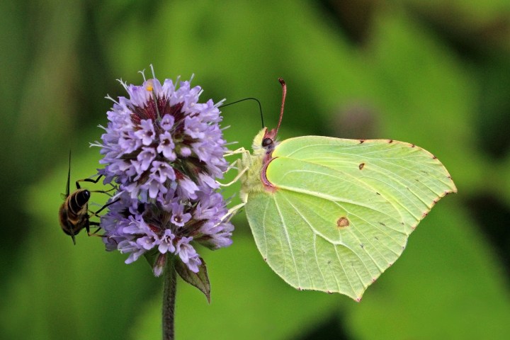 Common_brimstone_butterfly_(Gonepteryx_rhamni)_male_5