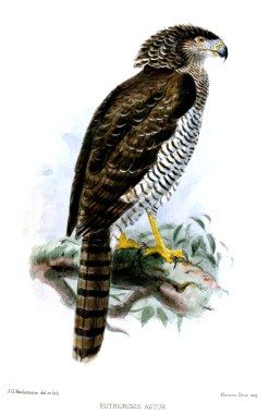 EutriorchisAsturKeulemans
