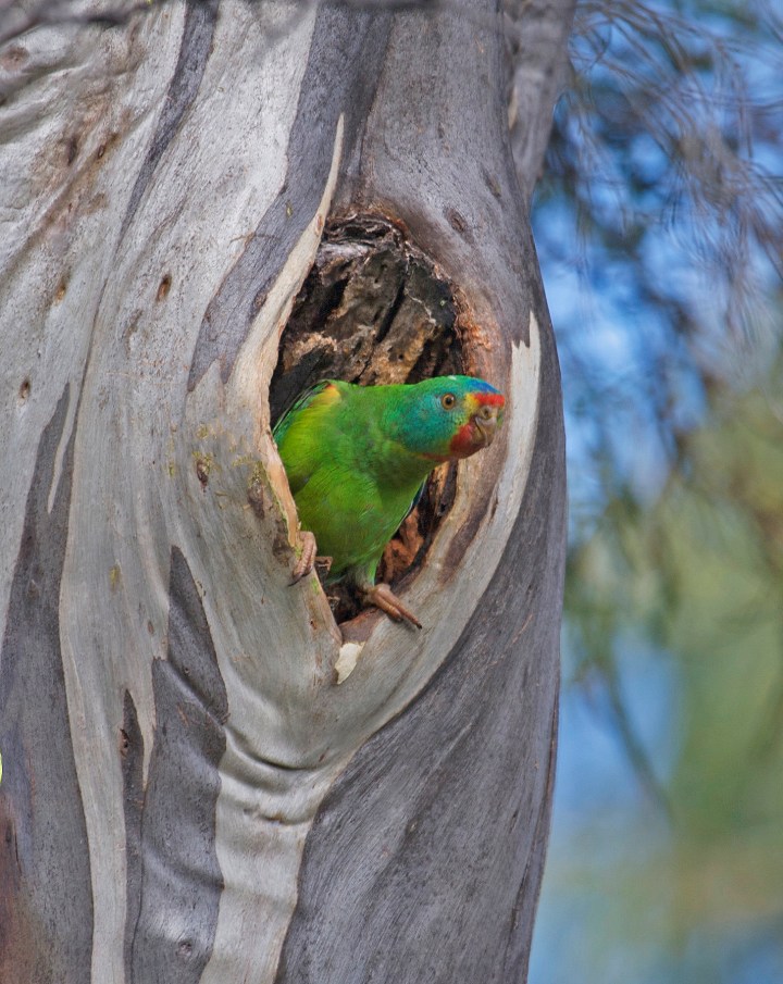 1. swift parrot at hollow 2