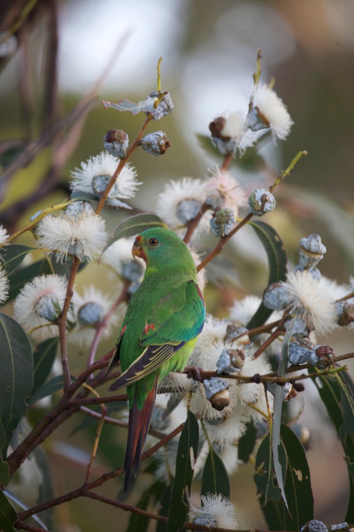 2. swift parrot in blue gum blossoms