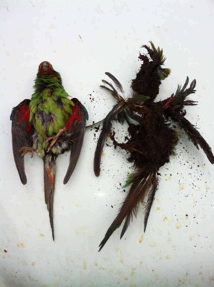 4. swift parrots dead