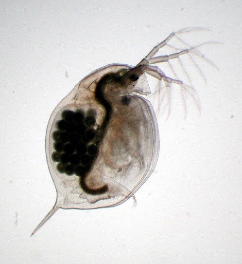 Daphnia female - Dieter Ebert