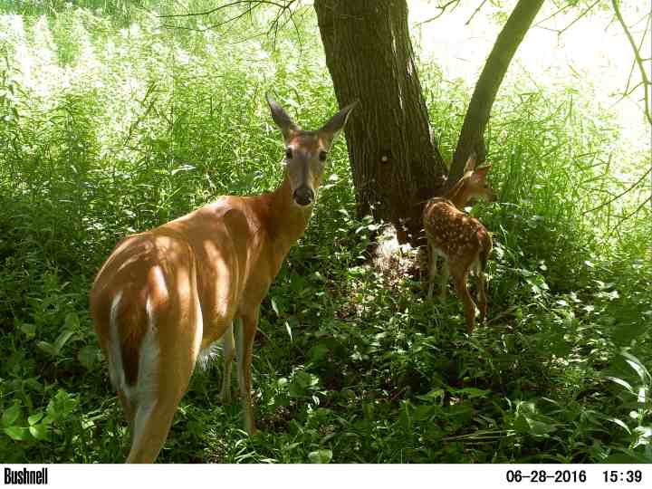 M2E37L185-184R376B323