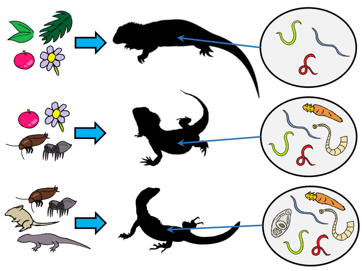 Leung and Koprivnikar_Graphical Abstract