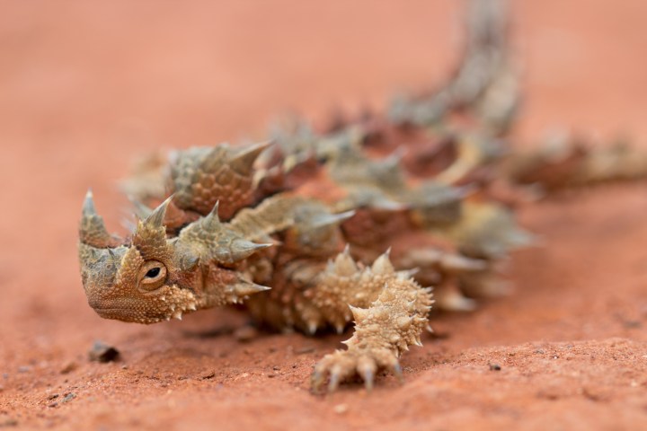 PascalTitle_Moloch_horridus