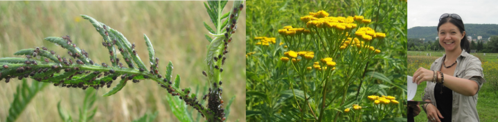 Tansy aphids