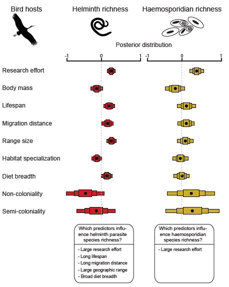 Jorge Graphical Abstract