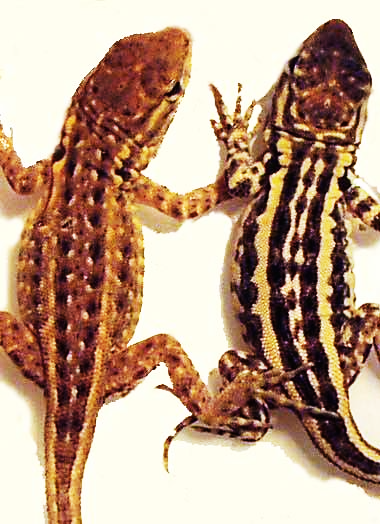 side-blotched lizard (Uta stansburiana)