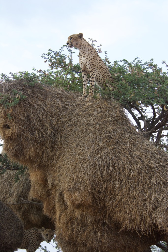 A cheetah sitting on top of a sociable weaver nest in the top of a tree, looking out over the landscape. Another cheetah is seen lower in the tree underneath the nest
