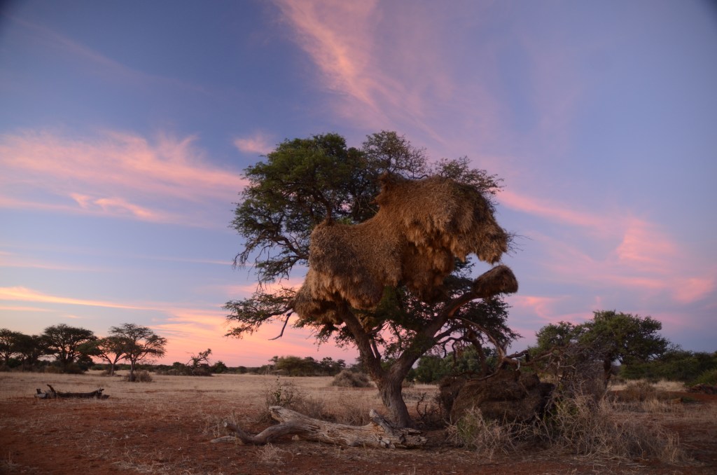 An acacia tree with a large sociable weaver nest, that takes up around half of the canopy of the tree, set against the colours of the setting sun in the sky