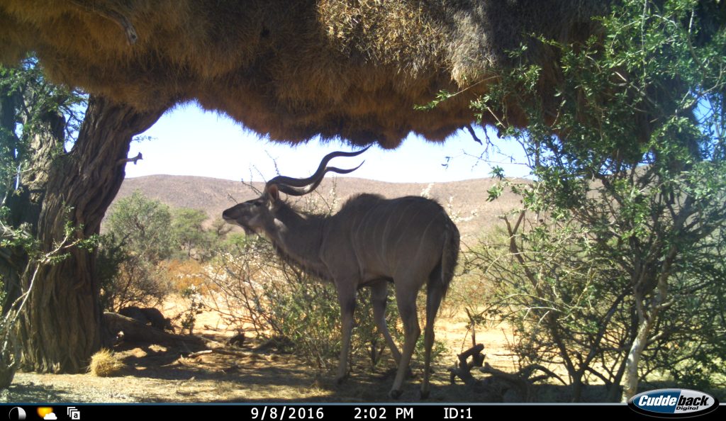 A camera trap photo of a greater kudu in the shade underneath a weaver colony nest