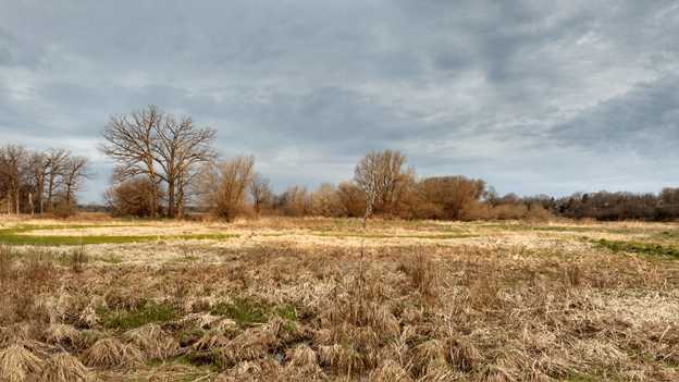 An open grassland habitat with some trees in the distance