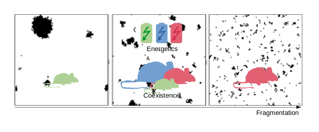 Happy coexistence when all have equal energy – Animal Ecology in Focus