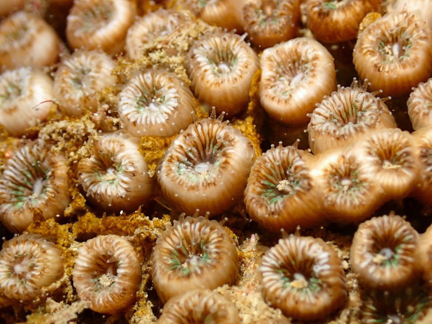 Mediterranean corals: storytellers of the past, clairvoyants of