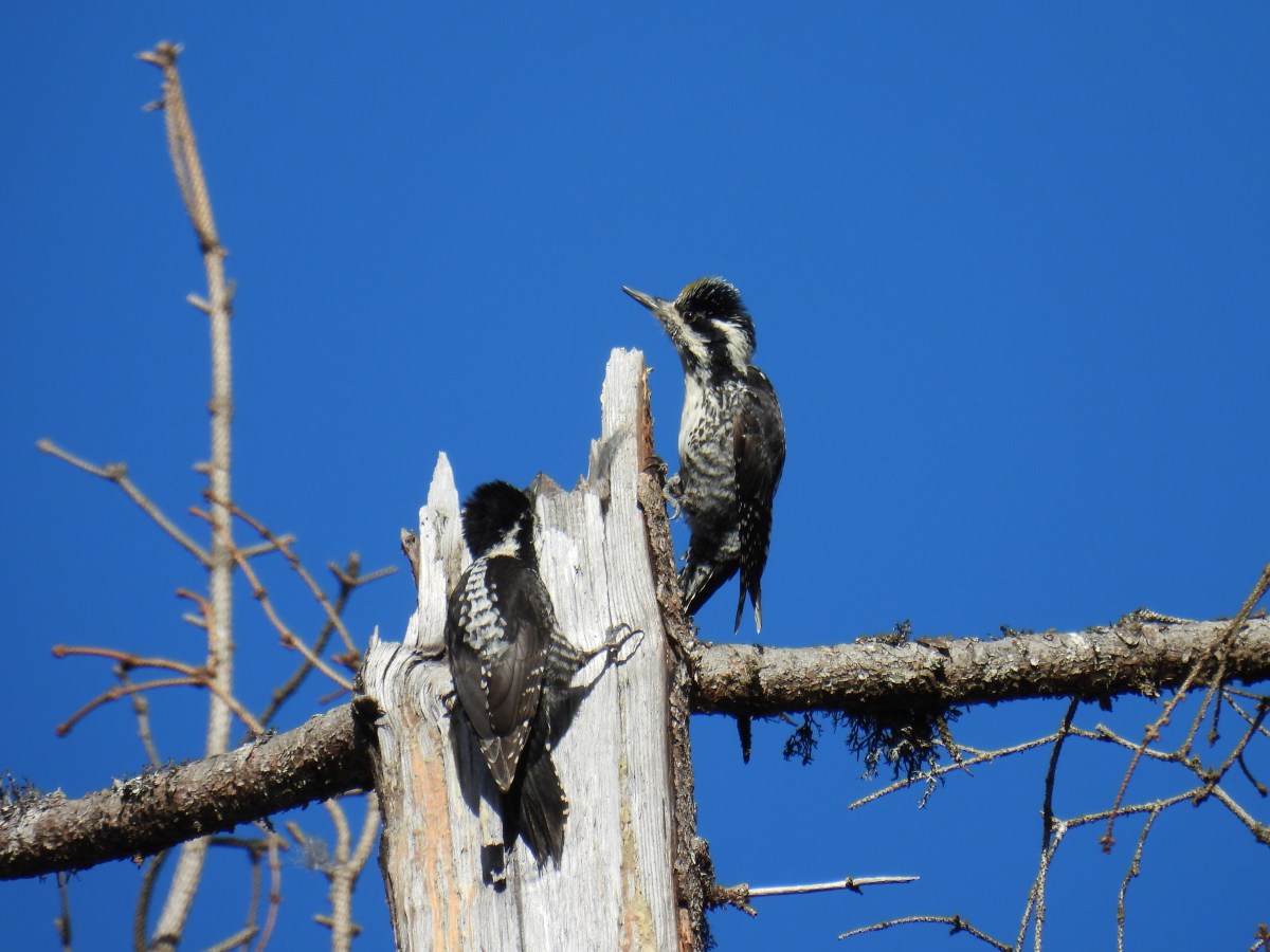 The Interaction of Bark Beetles, Deadwood and Woodpeckers Over Time