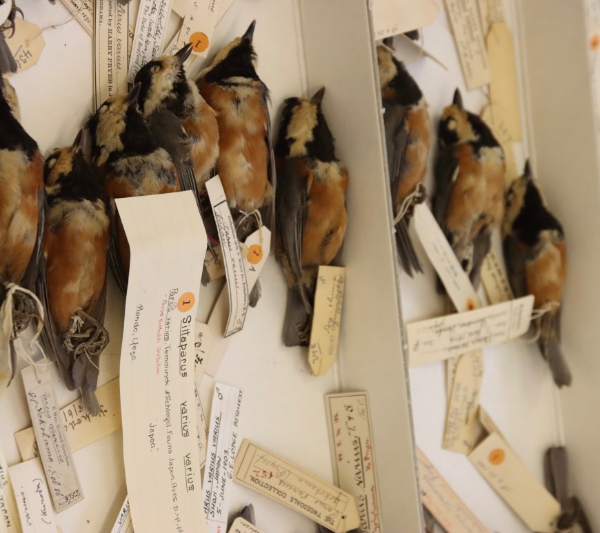 Photo of a drawer of varied tit specimens, with tags attached