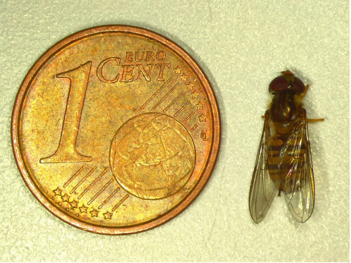 How a remote oil rig can tell us more about hoverflies